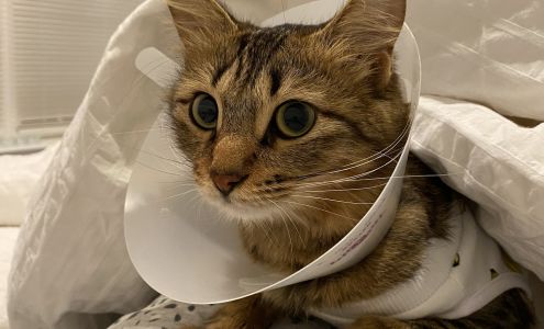 Fairfax Ridge Animal Hospital