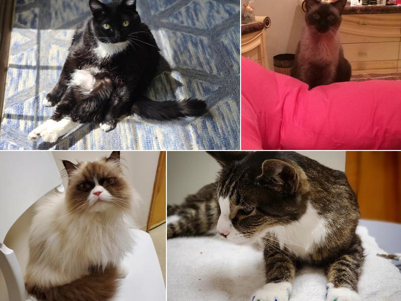 The Cat Hospital of Fairfax Inc