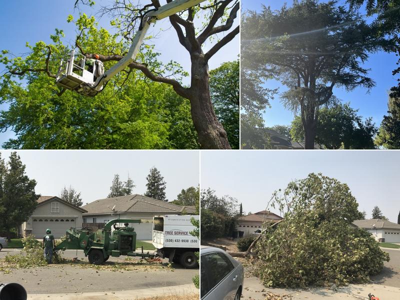 Tree Services Sacramento
