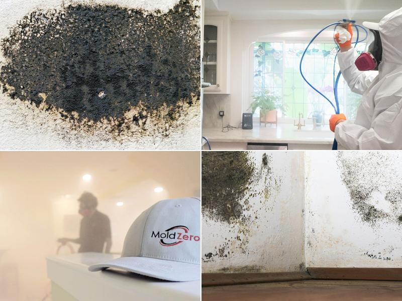 Mold Zero Services LLC