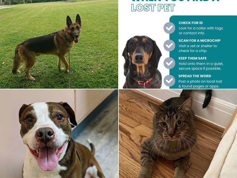 Creature Comfort Animal Hospital