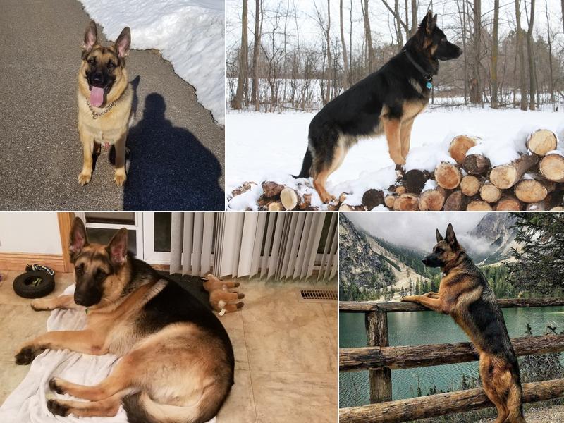 Minnesota K-9 Solutions