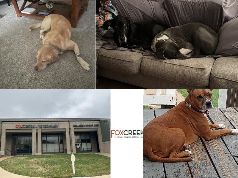 Fox Creek Veterinary Hospital at Kirkwood