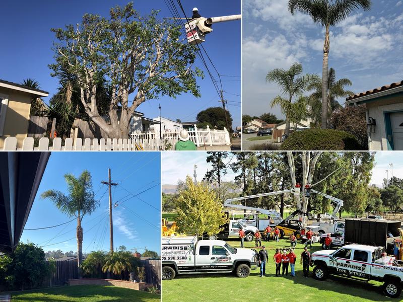 Paradise Tree Service