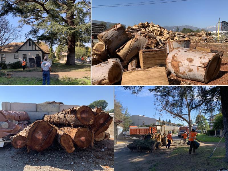 Johnny's Tree Services