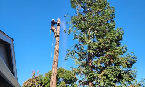 L Bell's Tree Service 7323 26th St, Rio Linda California 95673