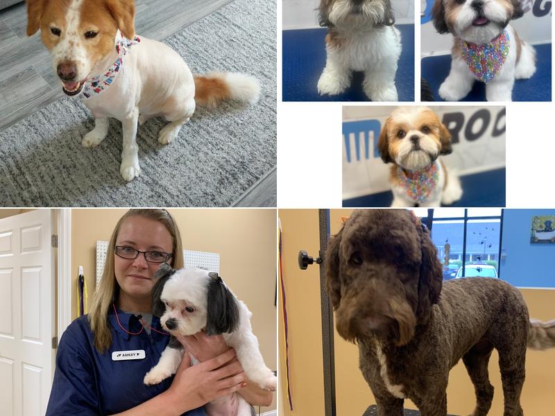 Zoom N Groom Mobile Spa LLC