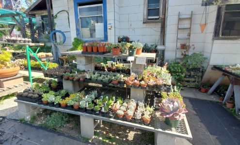 Yamaguchi Bonsai Nursery