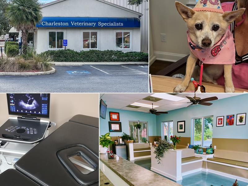 Charleston Veterinary Cardiology