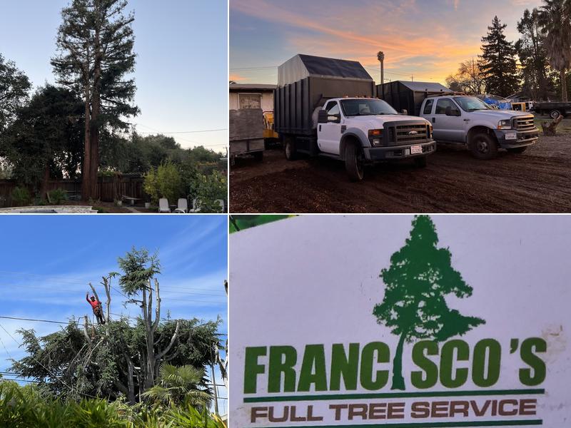 Francisco's full tree service