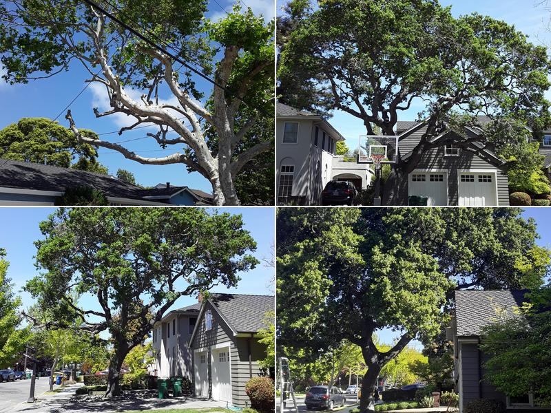 Tavares Tree Services