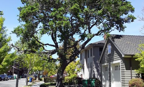 Tavares Tree Services 1019 44th Ave, Oakland California 94601