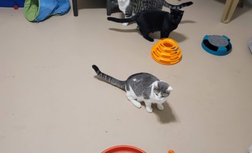 Humane Society of Logan County