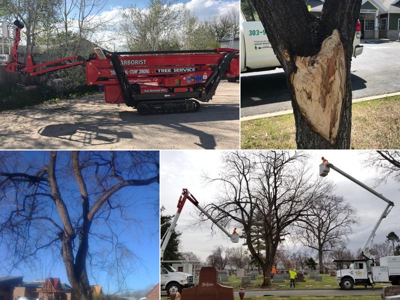 Arbor Pro Tree Experts Co. Inc.