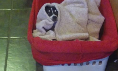 Alameda Ornamental Iron