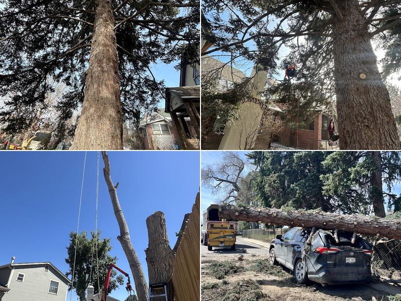 DLC Arbor Services, LLC