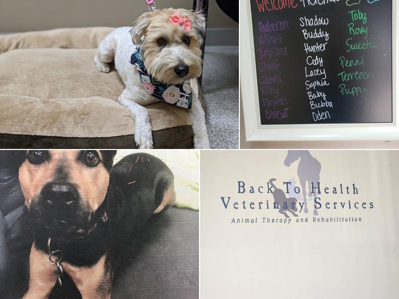 Back To Health Veterinary Services