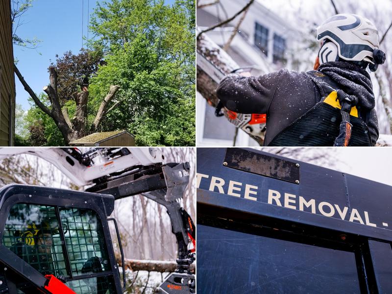 Beaver Tree Service, LLC