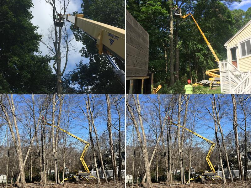 Summit tree service Middlebury