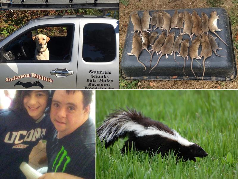 Anderson Wildlife Control