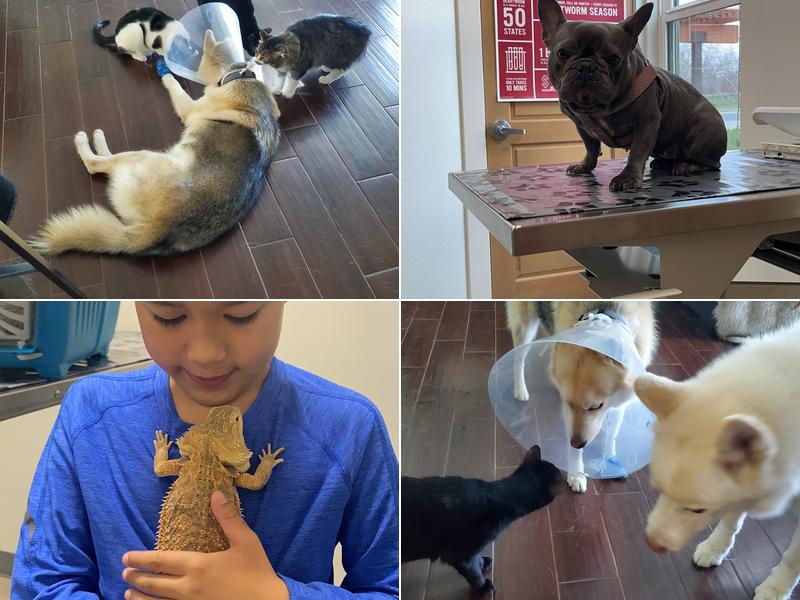 Sequoia Veterinary Services, inc.