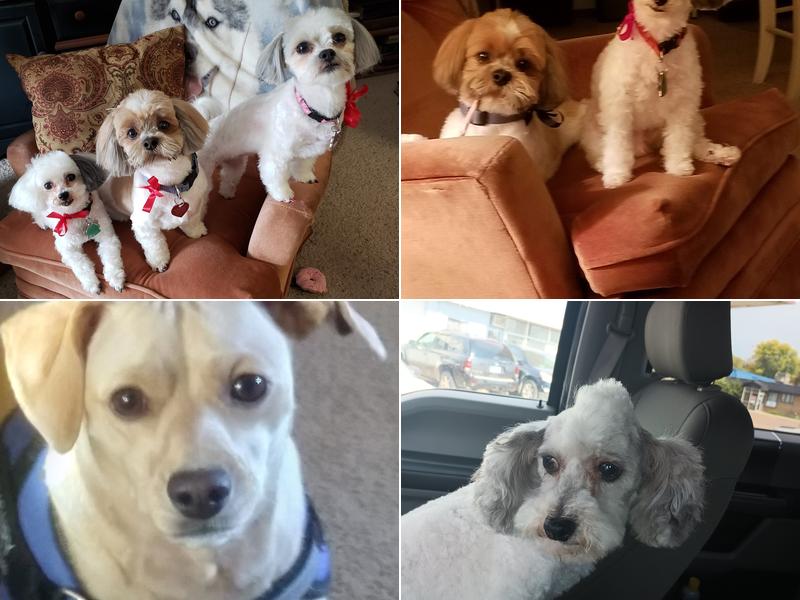 Canine Clipping Post