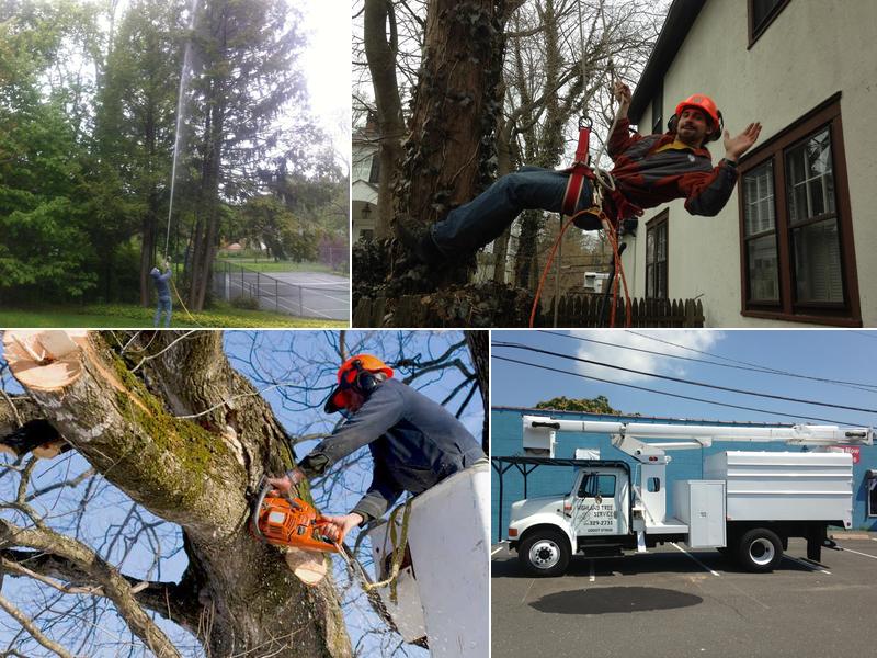 Highland Tree Service