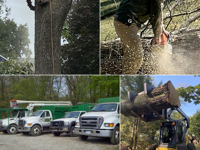 Westchester Environmental Tree Service
