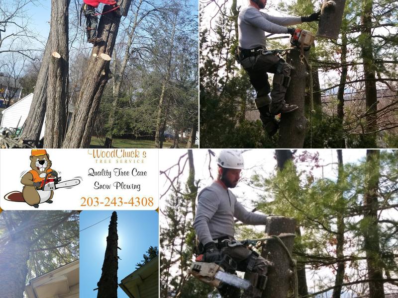 Woodchucks Tree Service