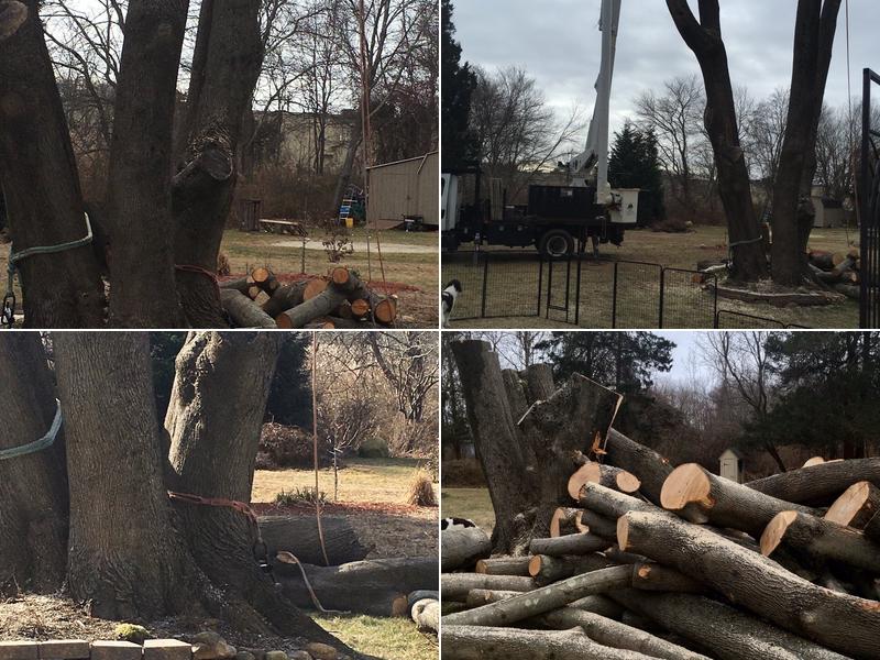 Iselin Tree Service Madison