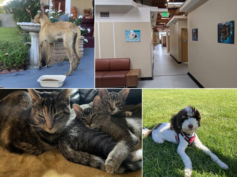 SAGE Veterinary Centers - San Francisco