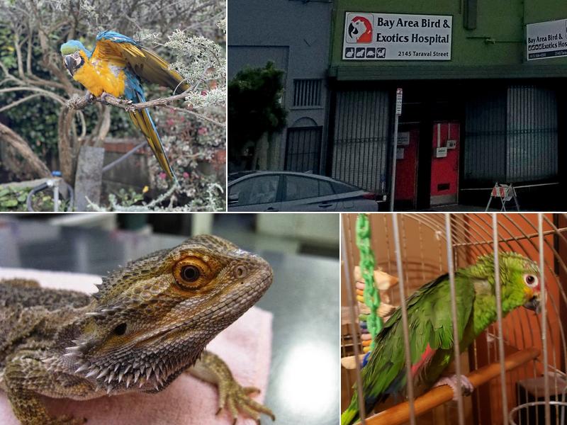Bay Area Bird and Exotics Hospital