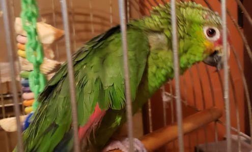 Bay Area Bird and Exotics Hospital