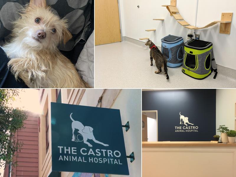 The Castro Animal Hospital