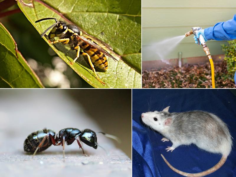 P Wilson Pest Control Co.