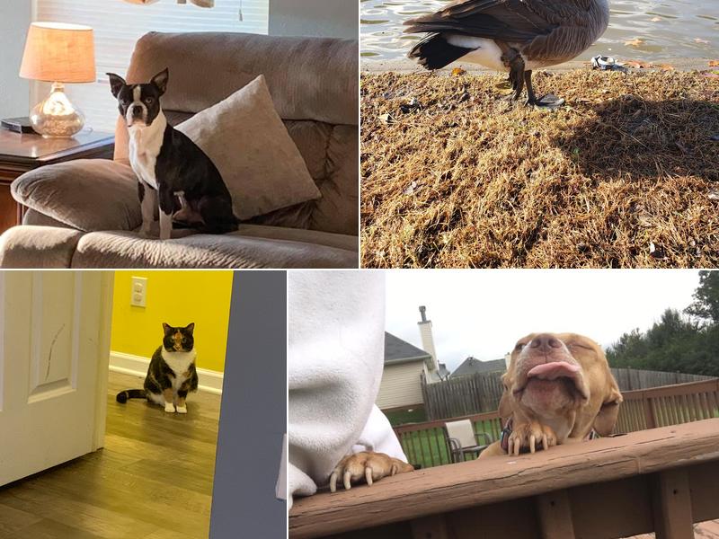 Southside Mobile Veterinary Services