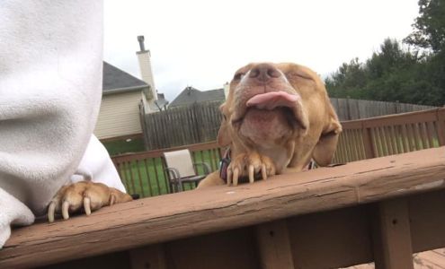 Southside Mobile Veterinary Services 255 N Main St #1476, Jonesboro Georgia 30236