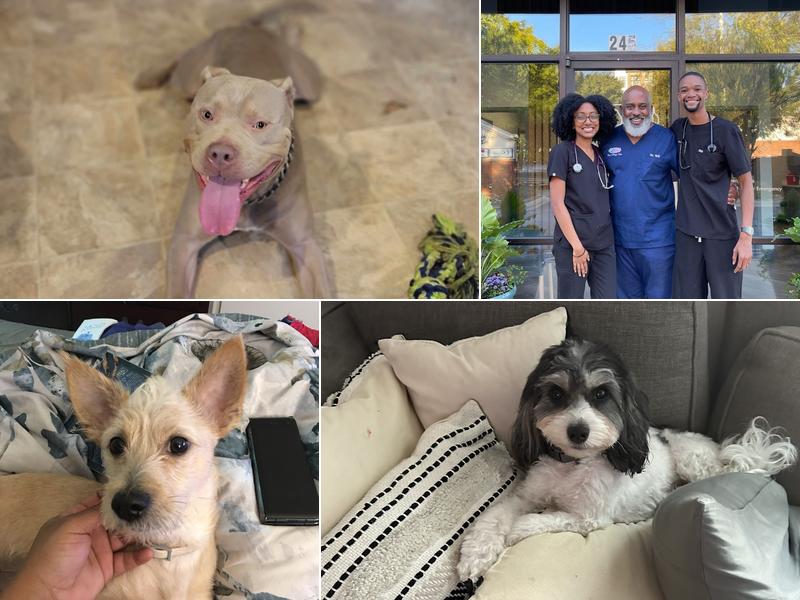 The Village Vets Decatur-Ponce