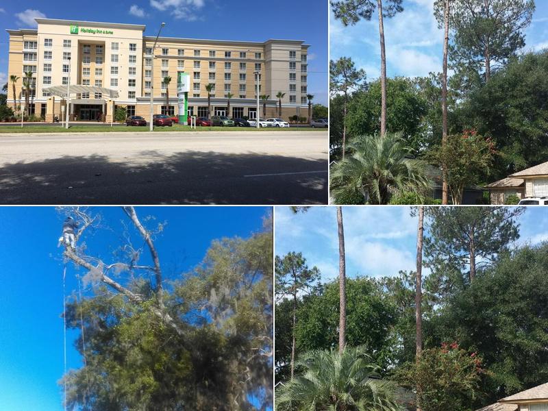 Out On A Limb Tree Service