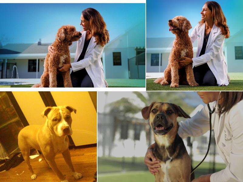 NewDay Veterinary Care