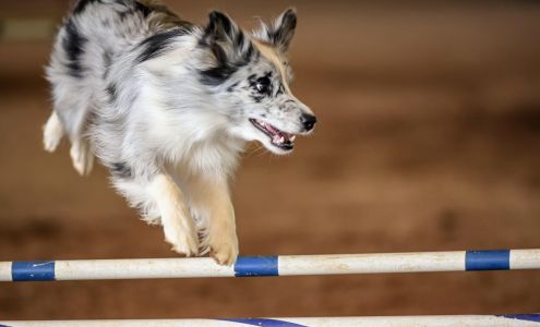 Aurora Dog Training - formerly Dacula Dog Training