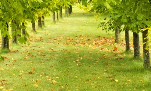 Creative Landscaping & Lawn Maintenance