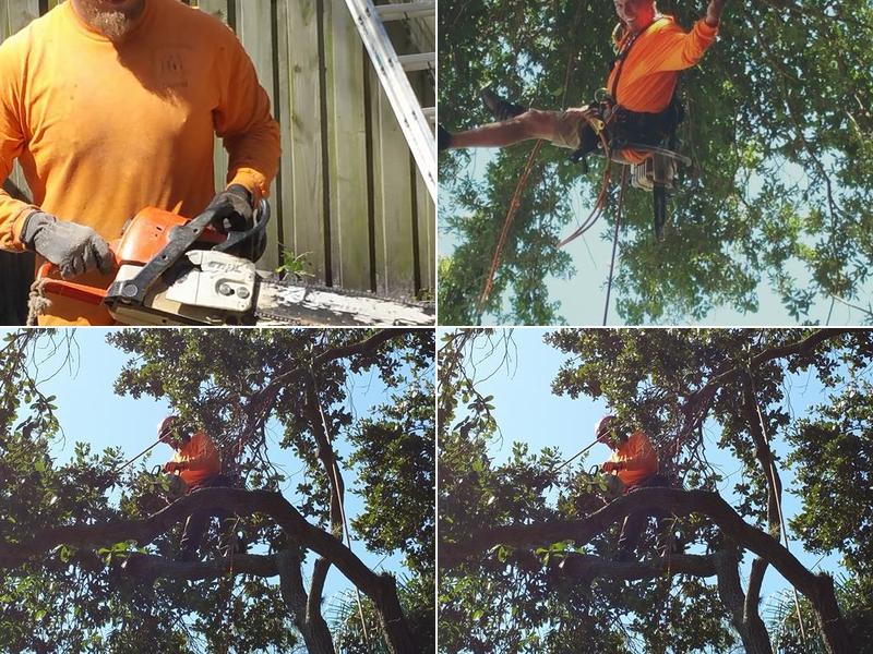 Castle Tree Service