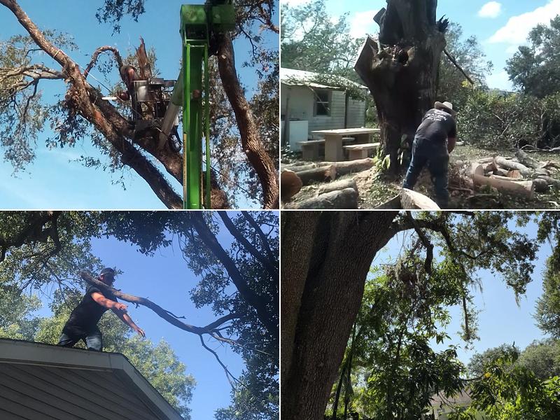 TNT TREE SERVICE LLC