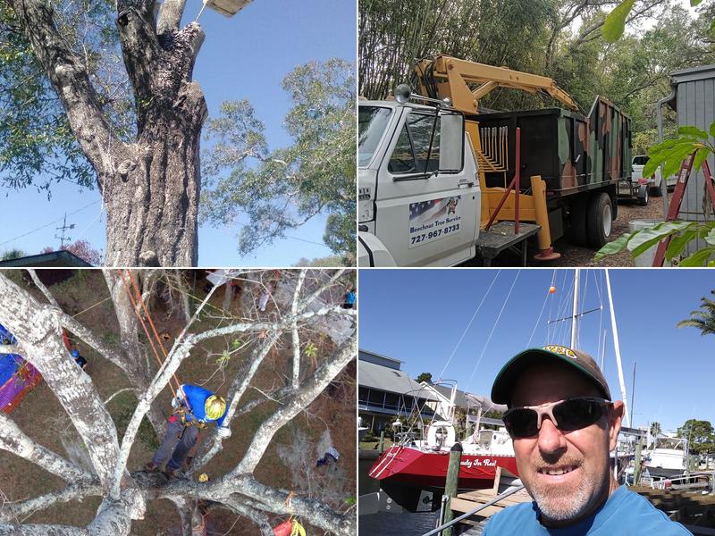 Beechnut Tree Service