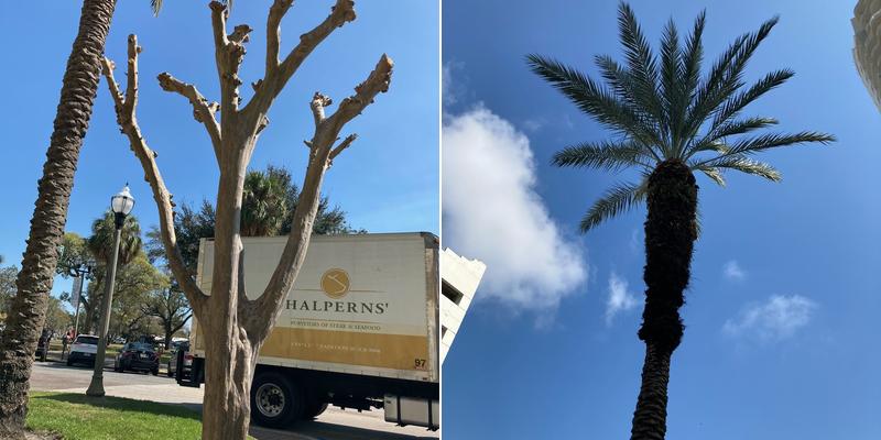 Arbor Age Tree Service