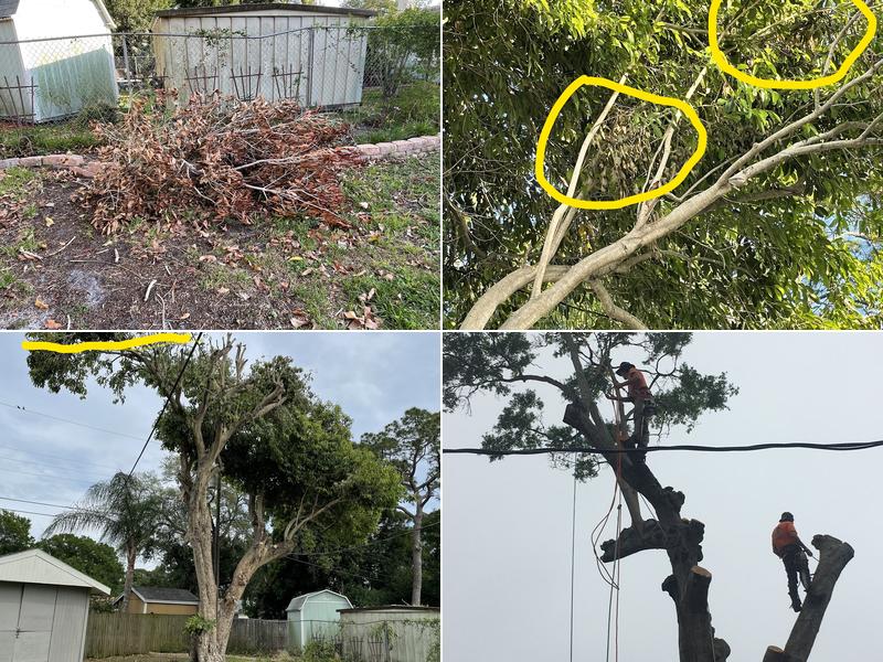 Mark Michaels Tree Service