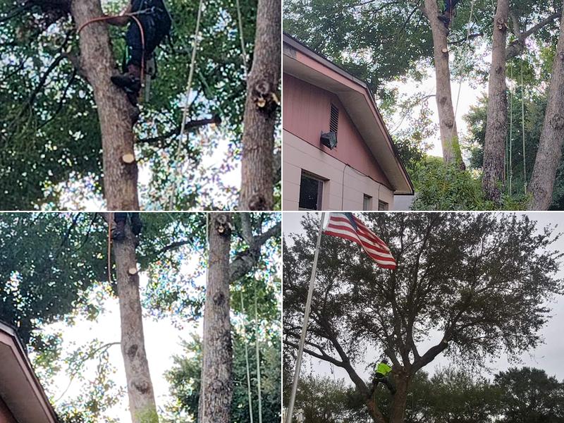 Grissom's Tree Services