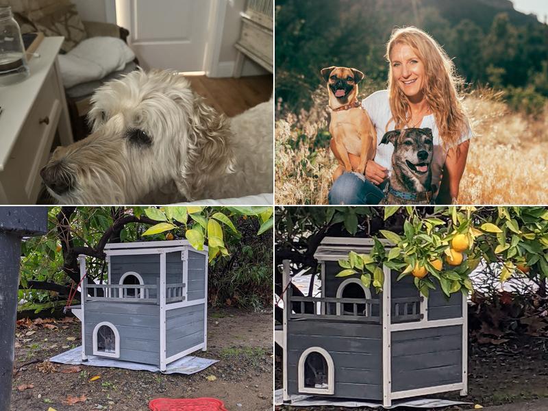 Paw Chi Holistic Veterinary Care