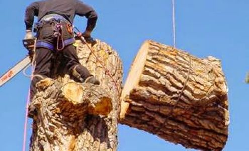 Twin Palms Tree 10880 Metro Pkwy, Fort Myers Florida 33966